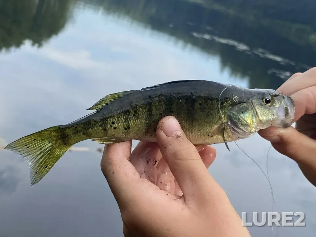 Yellow perch — Pog Lake, Aug 03, 2024, 5:48 PM