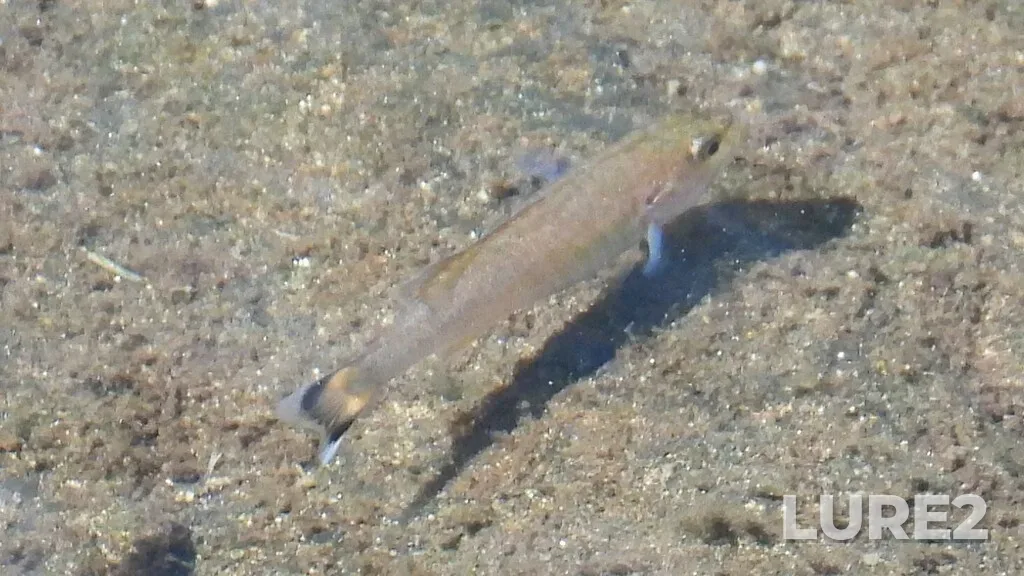 Smallmouth bass — Madaskawa River, Aug 04, 2024, 10:51 AM