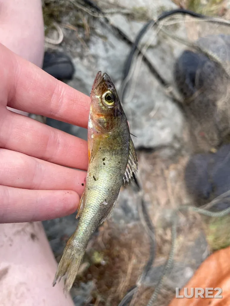Yellow perch — Norway Lake, Aug 08, 2024, 12:06 PM