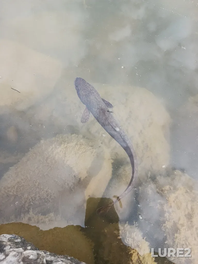 Burbot — Wapiti River, Jul 31, 2024