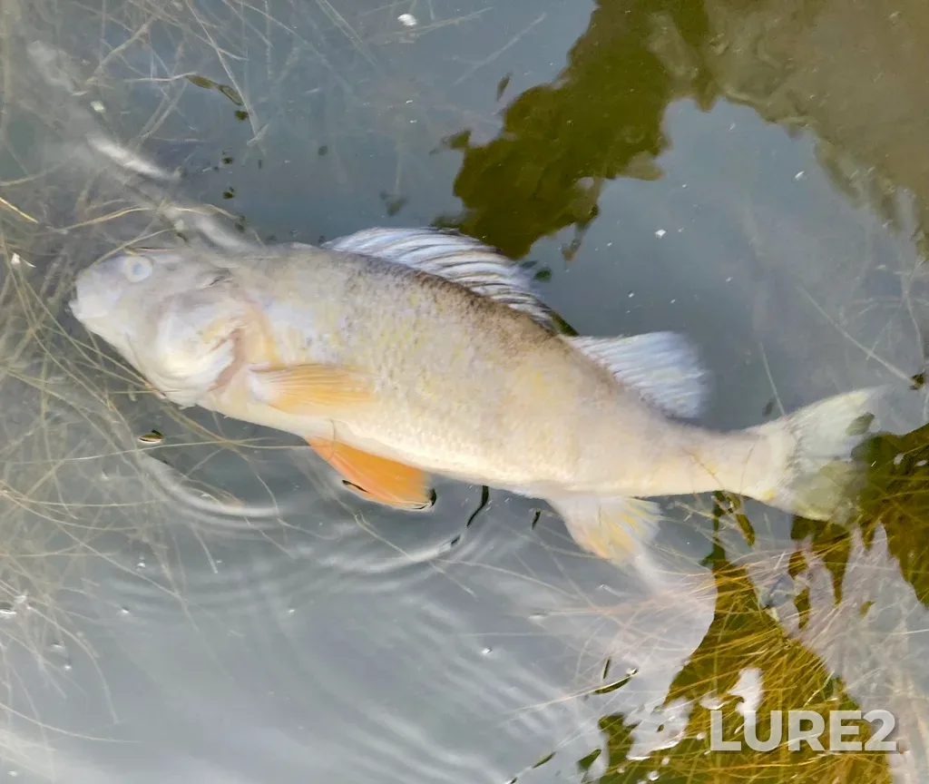 Yellow perch — Elkwater Lake, Aug 10, 2024, 8:18 PM