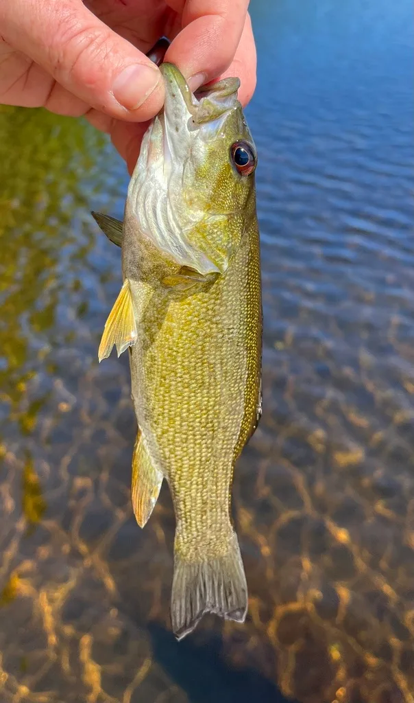 Smallmouth bass — Fancy Lake, Jun 12, 2022