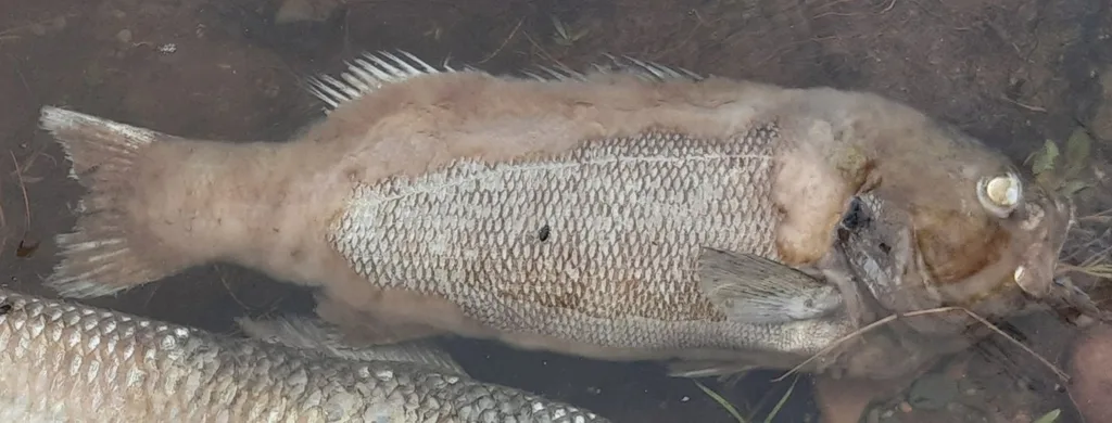 Smallmouth bass — Nashwaak River, Jun 24, 2024