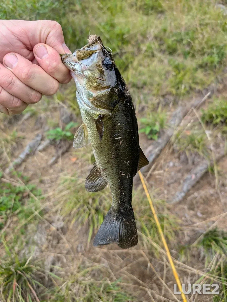 Largemouth bass — Sheldon Lake, Aug 06, 2024, 3:28 PM