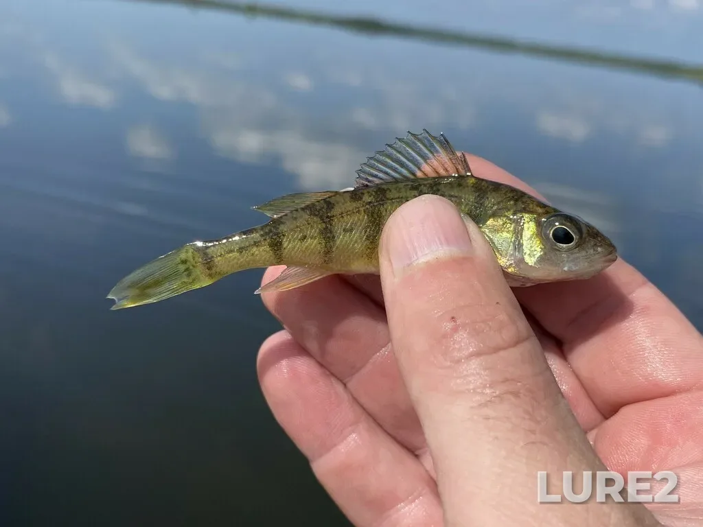 Yellow perch — Luther Lake, Aug 15, 2024, 10:58 AM