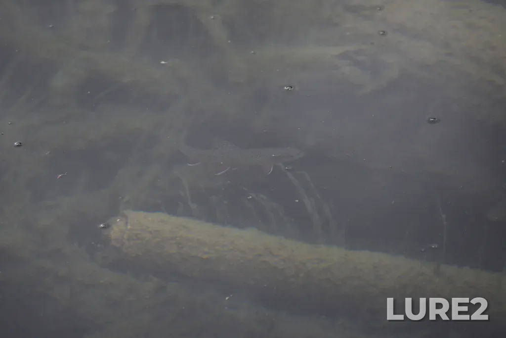 Brook trout — Olive Lake, Jun 30, 2024, 5:38 PM