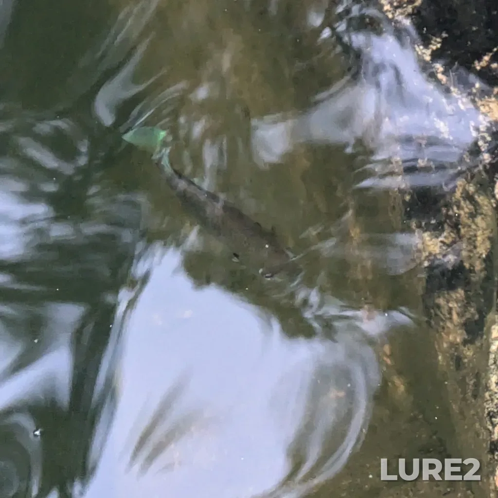 Bluegill — Lac la Pêche, Aug 13, 2024, 6:37 AM