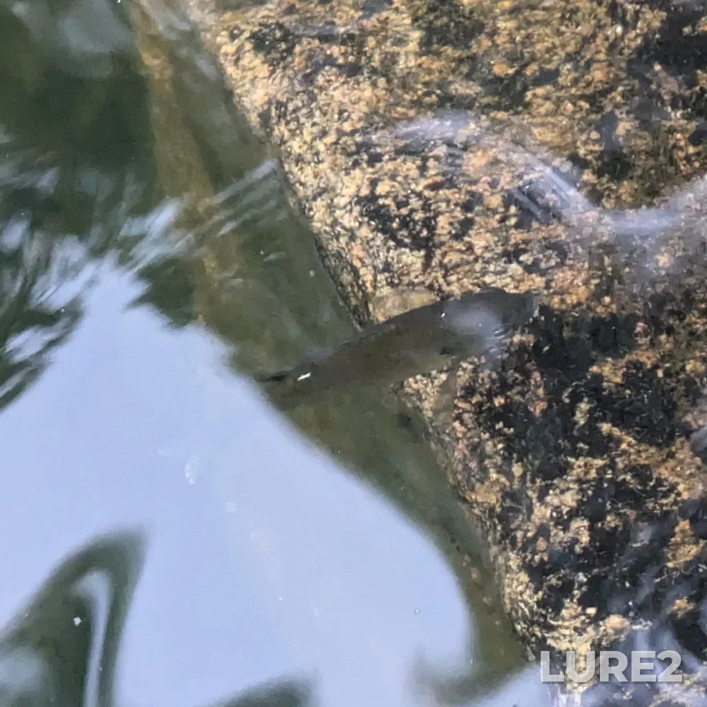 Bluegill — Lac la Pêche, Aug 13, 2024, 6:37 AM