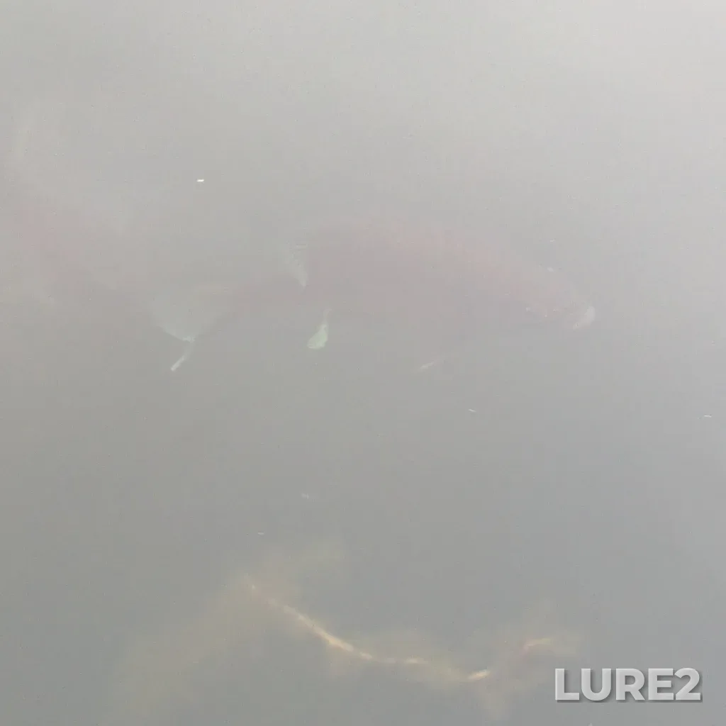 Bluegill — Lac la Pêche, Aug 13, 2024, 6:38 AM