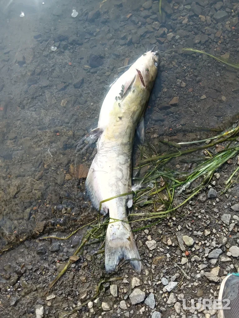 Channel catfish — Saint Lawrence River, Aug 17, 2024, 10:37 AM