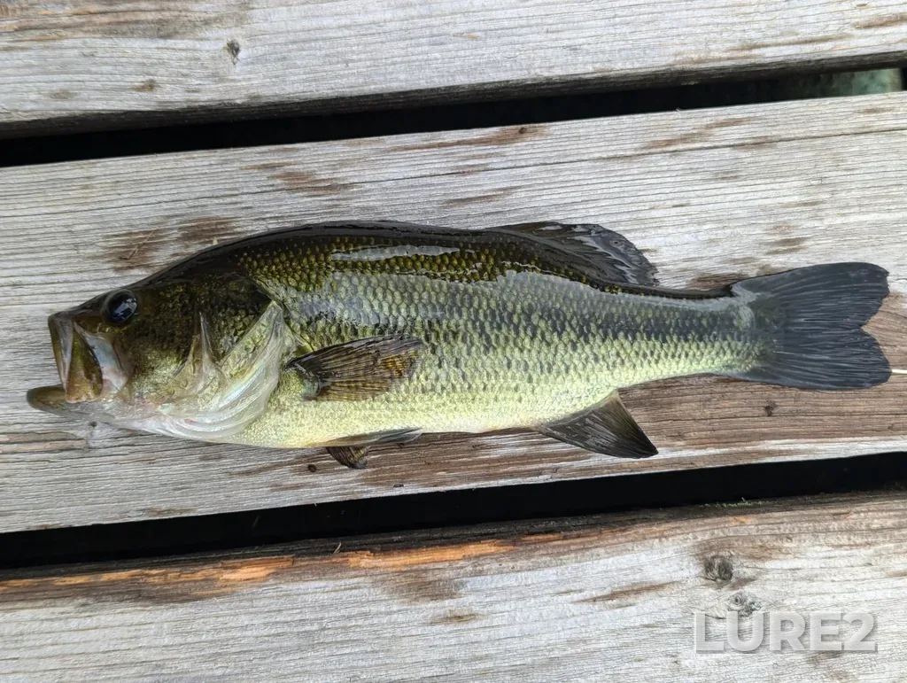 Largemouth bass — Burdock Lake, Aug 17, 2024, 11:46 AM