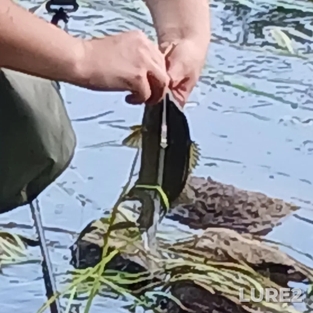 Smallmouth bass — Oromocto River, Aug 16, 2024, 4:06 PM