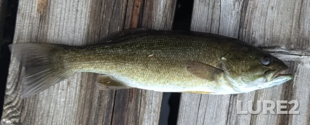 Smallmouth bass — Burdock Lake, Aug 17, 2024, 4:05 PM