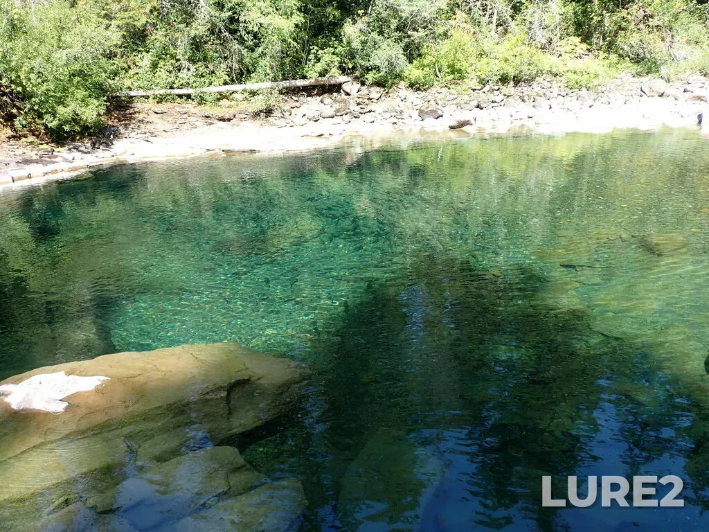 Pink salmon — Oyster River, Aug 17, 2024, 12:17 PM