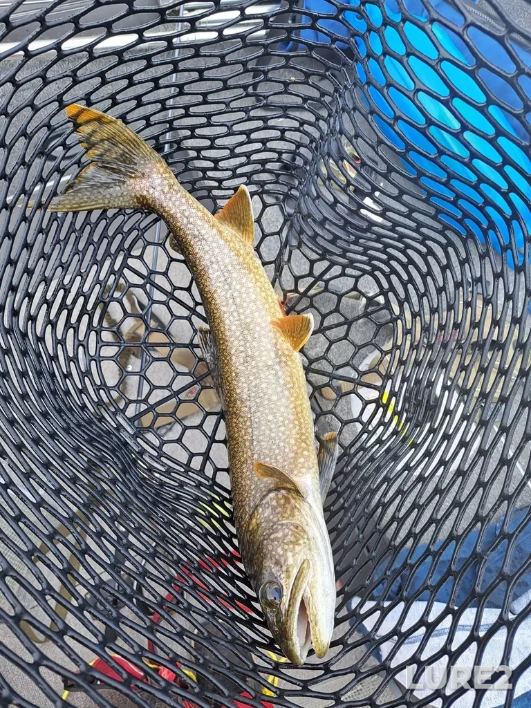 Lake trout — Semiwite Lake, Aug 17, 2024, 1:56 PM