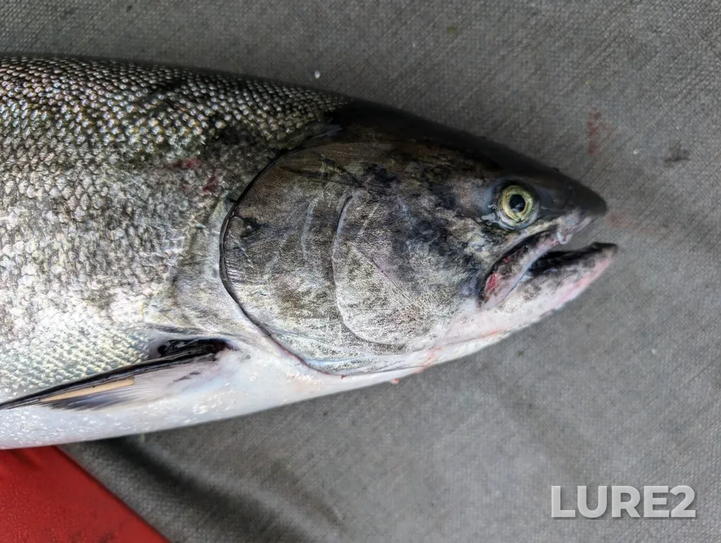 Chinook salmon — Cous Creek, Aug 19, 2024, 9:43 AM