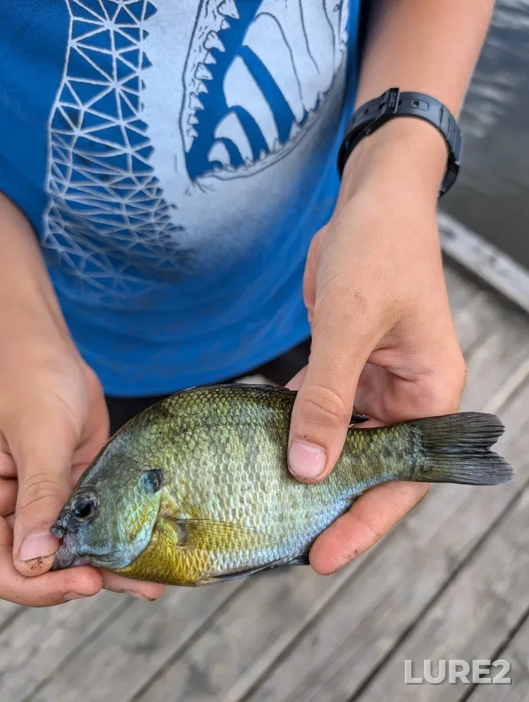 Bluegill — Valens Reservoir, Aug 18, 2024, 12:18 PM