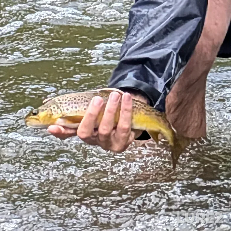 Brown trout — Credit River, Aug 18, 2024, 11:34 AM