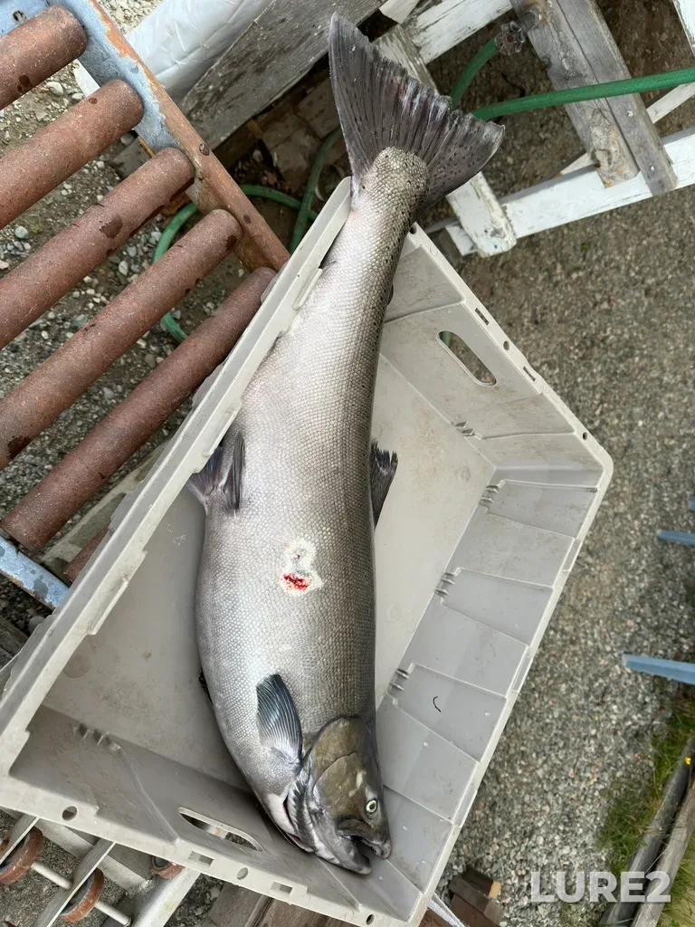 Chinook salmon — Michipicoten River, Aug 19, 2024, 10:38 AM