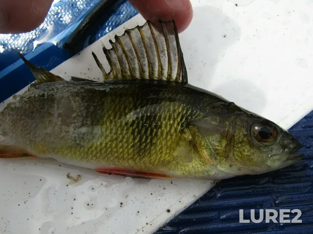 Yellow perch — Clarks Pond, Aug 22, 2024, 12:34 PM