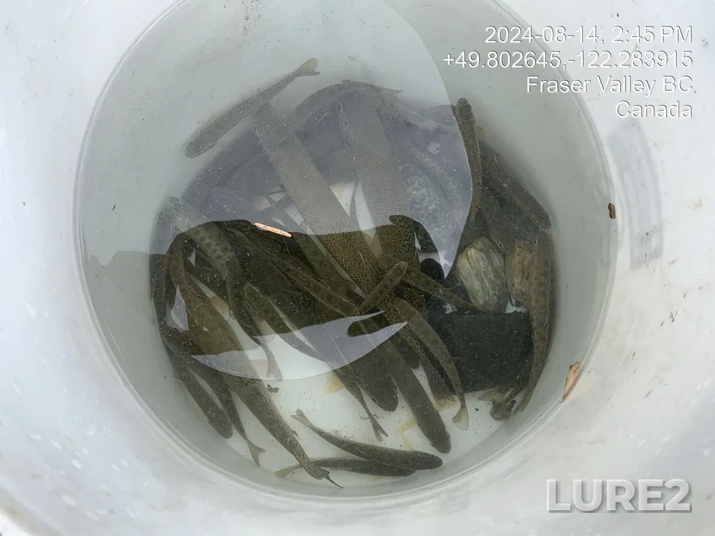 Rainbow trout — Fire Creek, Aug 14, 2024, 2:45 PM