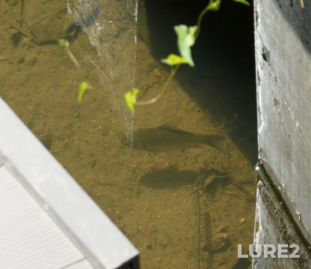 Crucian carp — Kanal imeni Moskvy, Jul 27, 2024, 1:21 PM
