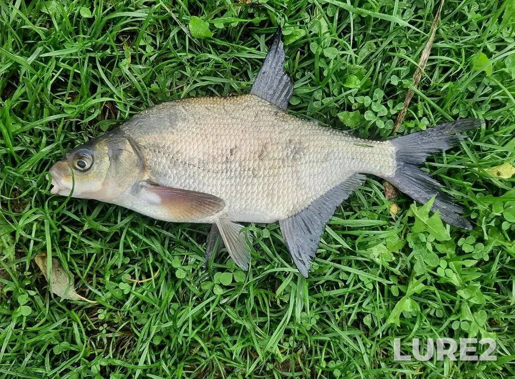 Bream — Sermenok, Aug 24, 2024, 9:00 AM