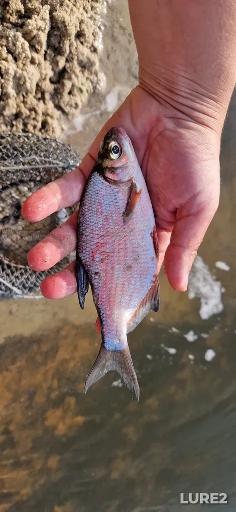 White bream — Sura, Aug 24, 2024, 4:40 PM