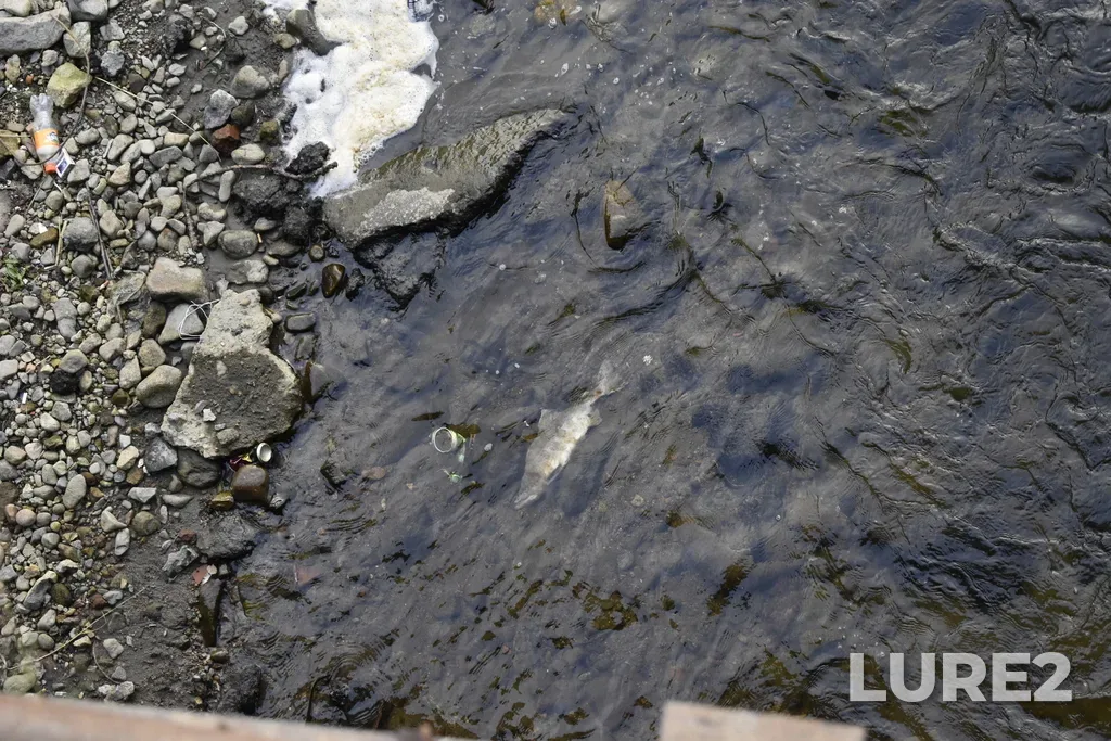Pink salmon — Magadan, Magadanskaya obl., Rossiya, Aug 24, 2021, 11:02 AM
