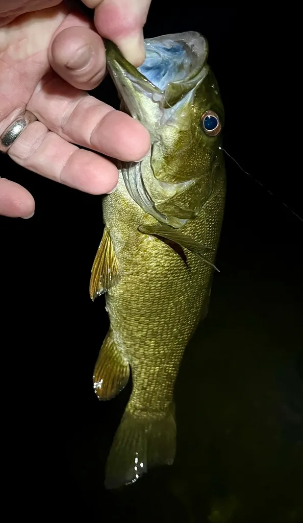 Smallmouth bass — Fancy Lake, Aug 25, 2022