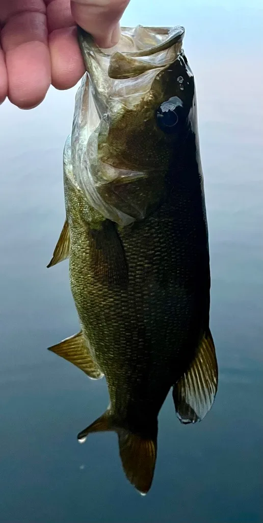 Smallmouth bass — Fancy Lake, Aug 25, 2022