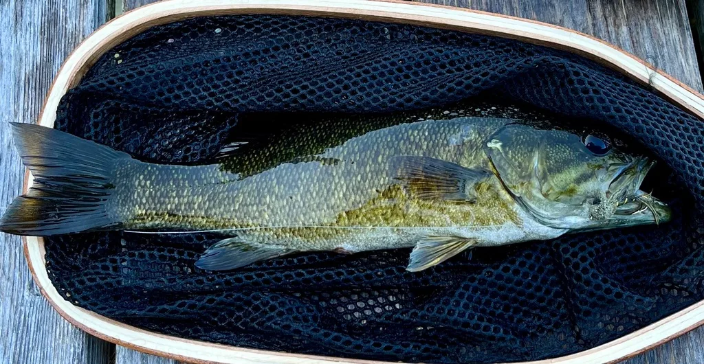 Smallmouth bass — Fancy Lake, Aug 25, 2022