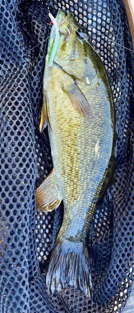 Smallmouth bass — Fancy Lake, Aug 25, 2022