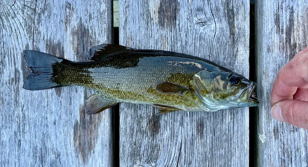 Smallmouth bass — Fancy Lake, Aug 25, 2022