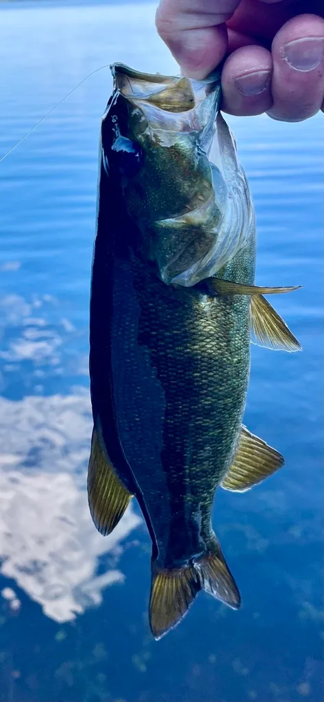 Smallmouth bass — Fancy Lake, Aug 25, 2022