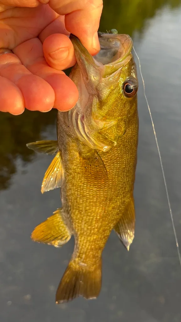 Smallmouth bass — Fancy Lake, Aug 26, 2022