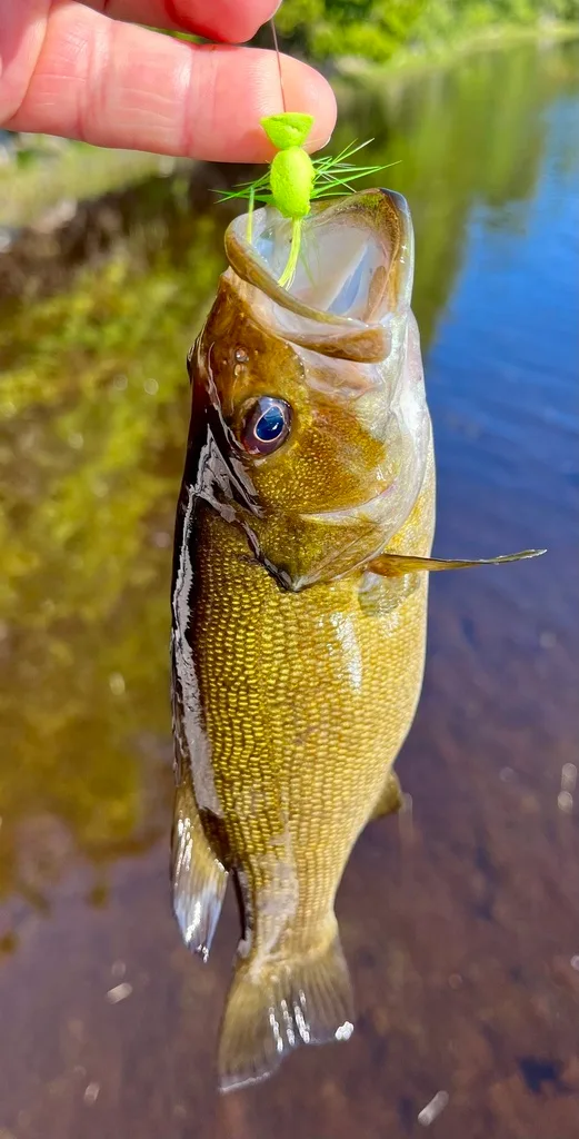 Smallmouth bass — Fancy Lake, Jul 10, 2022