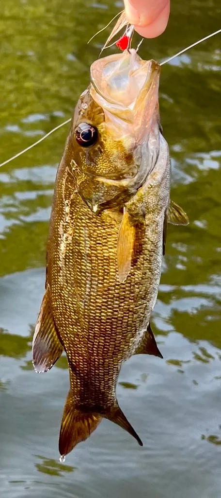 Smallmouth bass — Fancy Lake, Sep 11, 2022