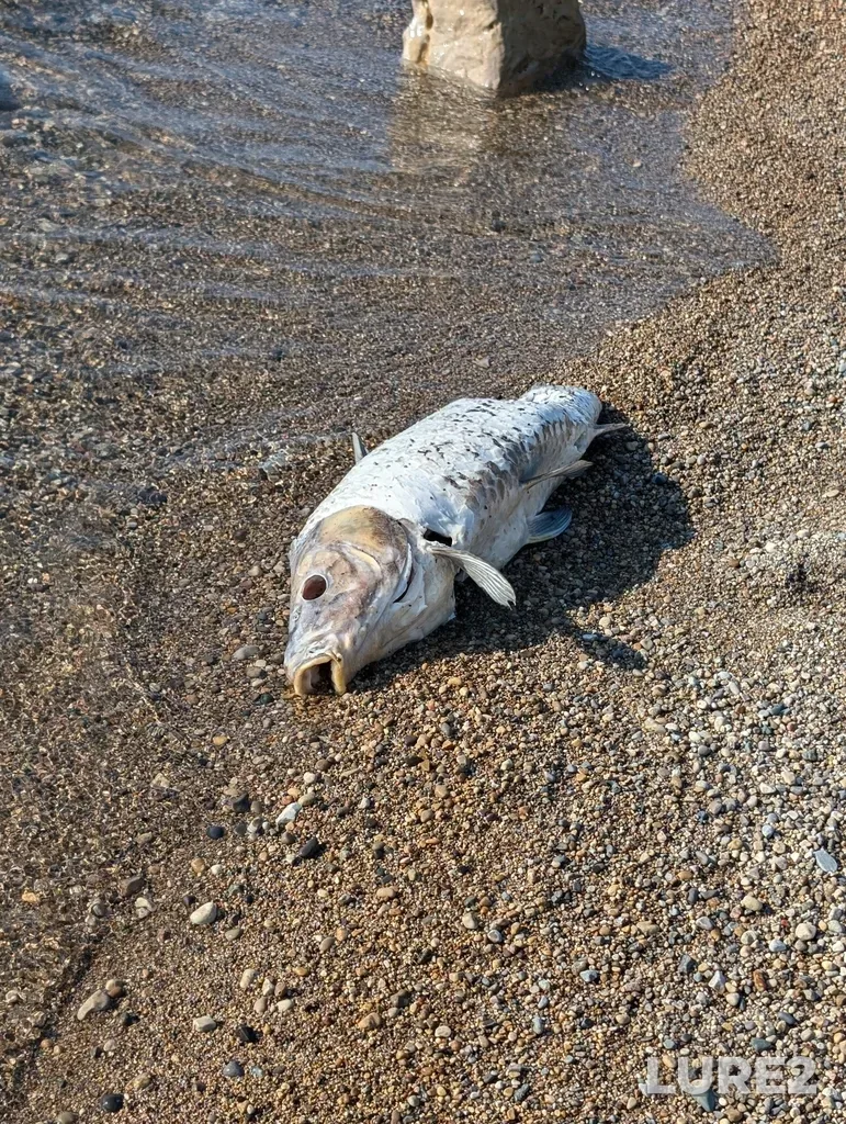 Carp — Saugeen River, Aug 25, 2024, 5:41 PM