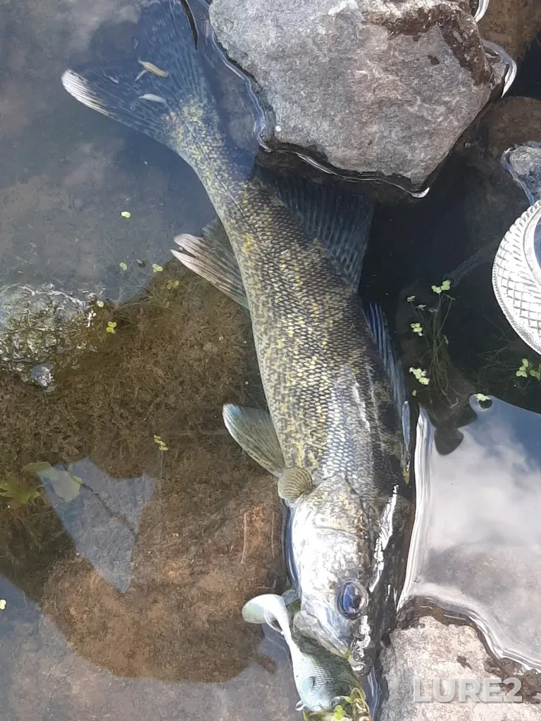 Walleye — Medicine River, Aug 25, 2024, 5:21 PM
