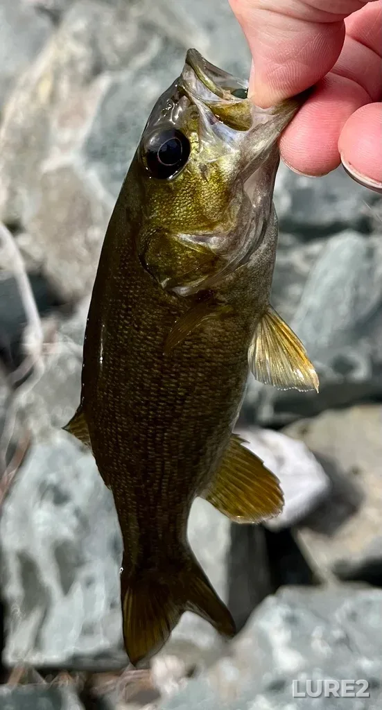 Smallmouth bass — Charlies Lake, Aug 26, 2024, 4:20 PM