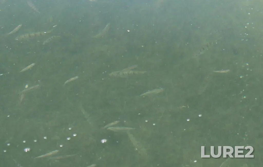 Yellow perch — Clear Lake, Jul 17, 2024