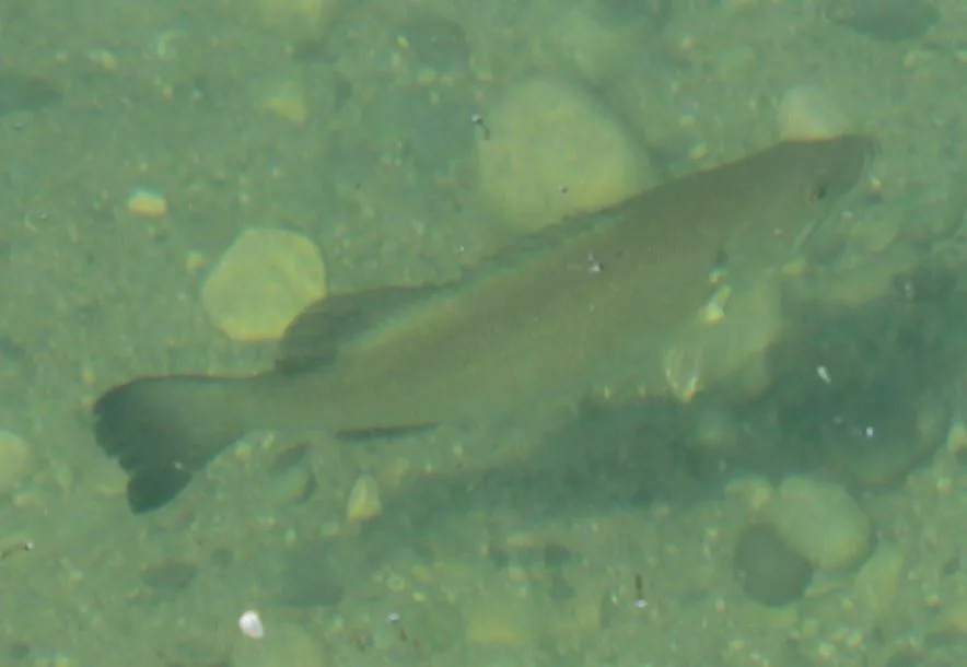 Smallmouth bass, Pike — Clear Lake, Jul 17, 2024