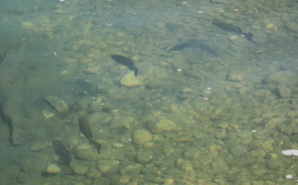 Smallmouth bass — Clear Lake, Jul 17, 2024