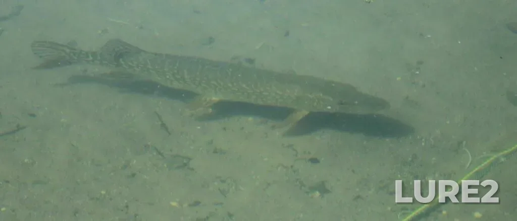 Pike — Clear Lake, Jul 17, 2024