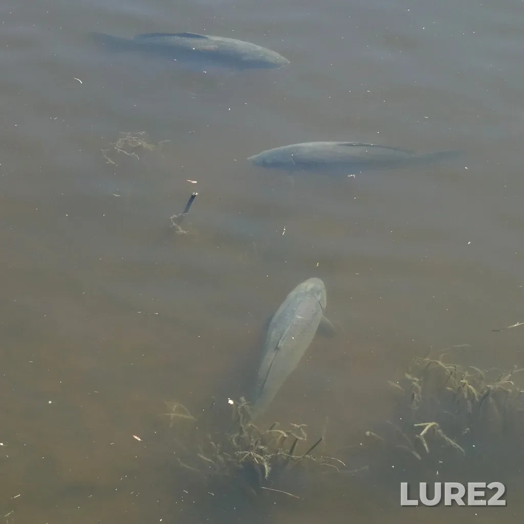 Carp — Rivière Yamaska, Aug 30, 2024, 1:43 PM