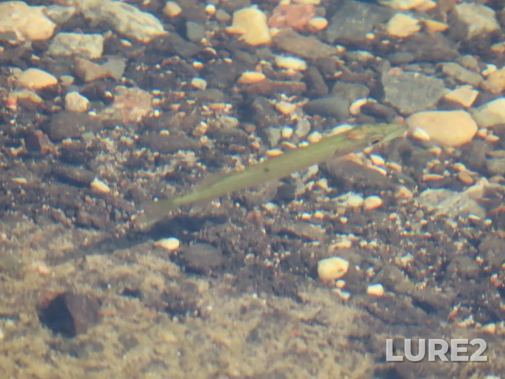 Pike — White Lake, Sep 01, 2024, 9:50 AM
