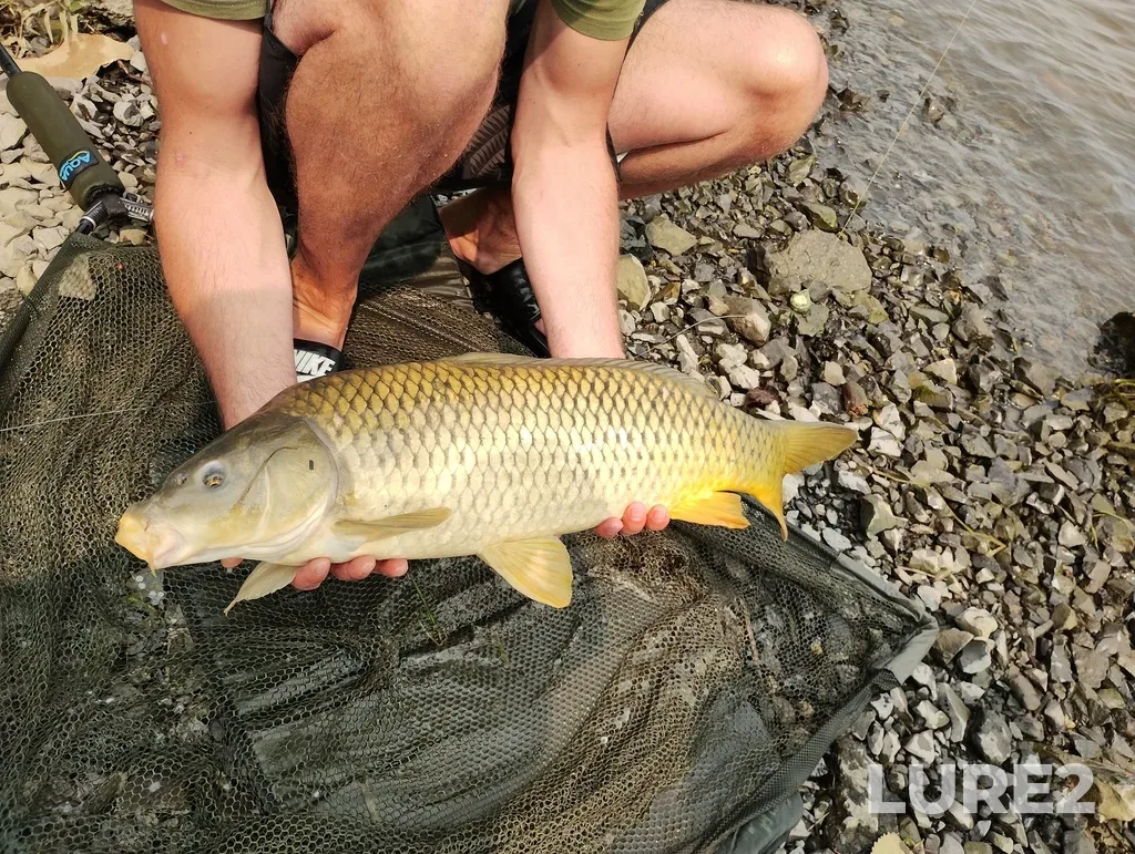 Carp — Rivière L'Assomption, Aug 16, 2024, 12:03 PM