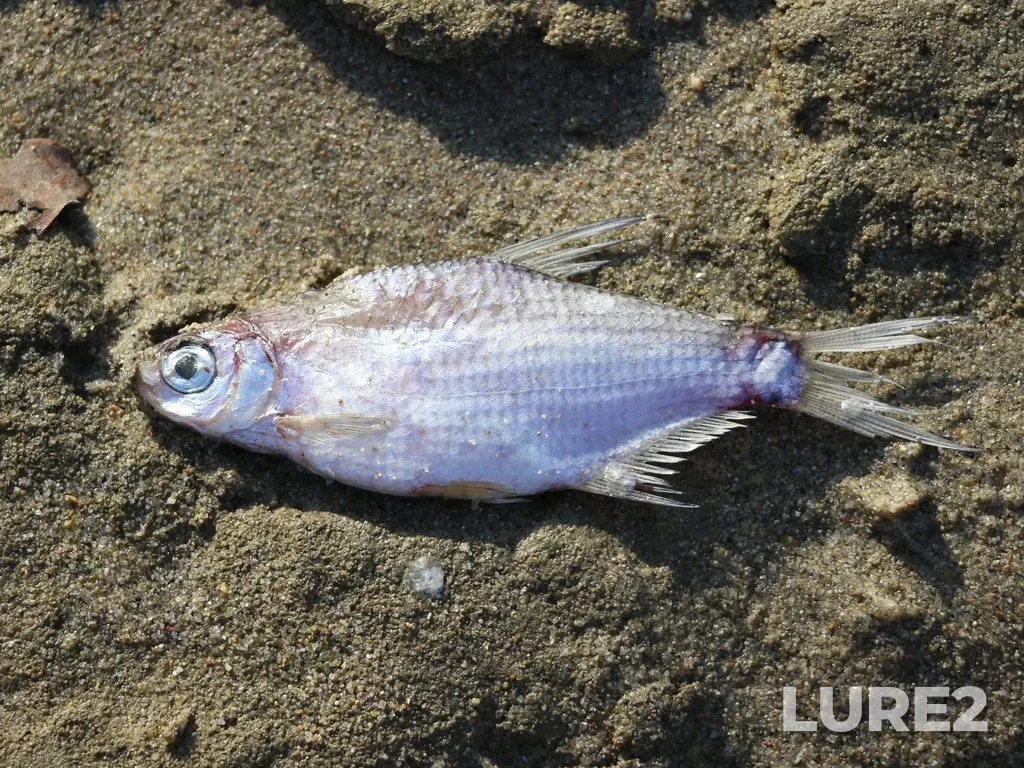 White bream — Laba, Sep 01, 2024, 4:53 PM