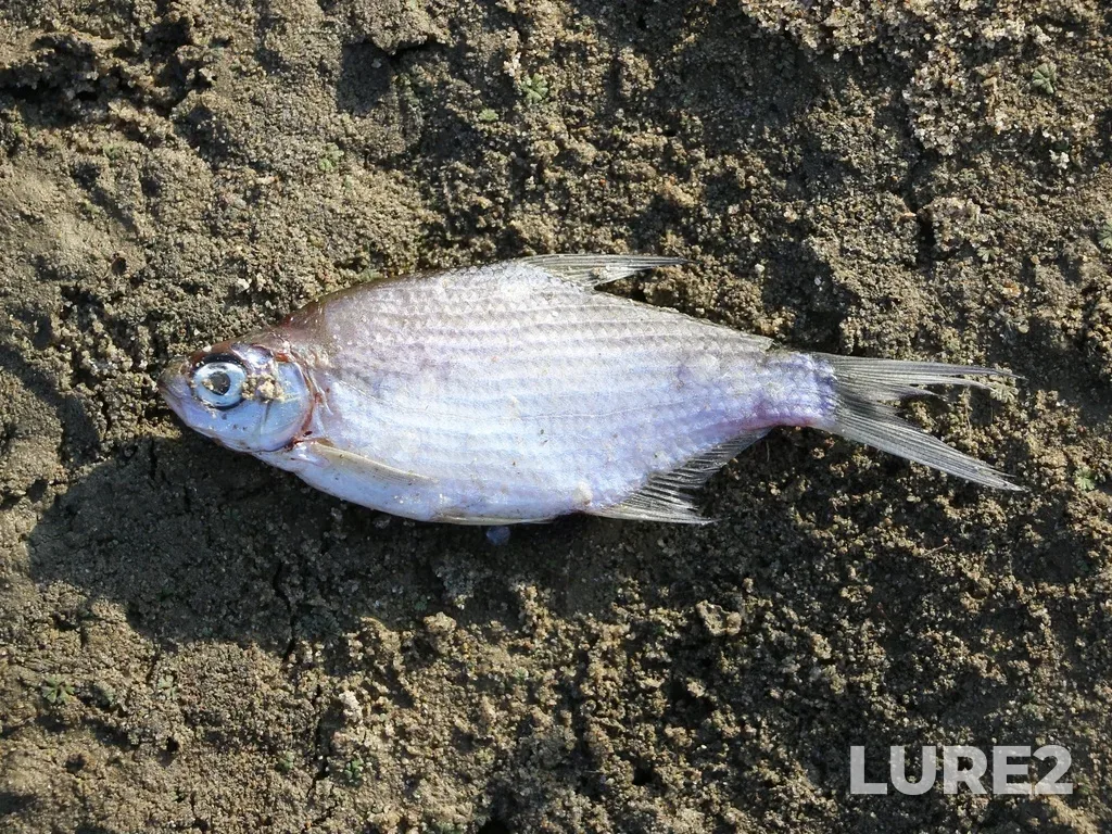 White bream — Laba, Sep 01, 2024, 4:53 PM